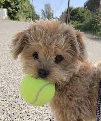 He Loves Play Fetch Super Cute Puppies Cute Baby Dogs Baby Animals Super Cute