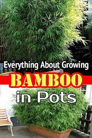 They grow in temperate areas, and southeastern us matches that description. 900 Bamboo Ideas In 2021 Bamboo Bamboo Architecture Bamboo Structure