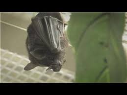 Although they are visible at shark tooth island and other locations, the only way to get a pet bat would be the spook followers pack in the poptropica store, which includes ghosts, bats, and. Bats Keeping Bats As Pets Youtube