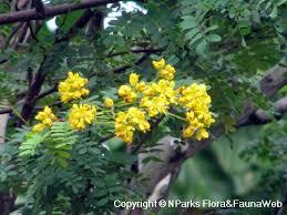Image result for Caesalpinia ferrea