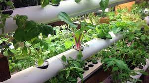 Nft Hydroponics A Beginners Guide Acorn Horticulture