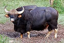 Gaur - Wikipedia