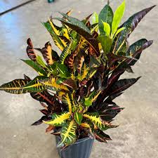 Image result for Croton