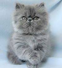 Black And Grey Tabby Kittens For Sale Blue Persian Maybe Persian Kittens Persian Cat Pretty Cats