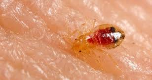 Bed Bug Treatment In Raleigh Nc Southern Pest Solutions