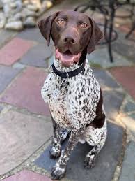 German shorthaired pointer mixes may be available from shelters and rescues. German Shorthaired Pointer Rescue Of Nj Cello S Corner