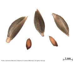 Image result for Eragrostis nindensis