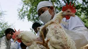 This viral infection can also spread to humans, so if your bird is infected, seek immediate treatment and take all necessary precautions to prevent an outbreak of bird flu. Ybejfsruebidjm