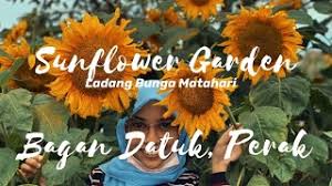 Ia terletak di barat daya bandar raya ipoh, ibu negeri perak. Ini Rupanya Tempat Viral Di Perak Sunflower Garden Ladang Bunga Matahari Bagan Datuk Youtube