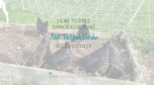Techniques to successfully keep free range chickens in and around your garden will vary greatly depending on how large your garden is, how many free range chickens tend to pick a couple of favorite spots to hang out in during the day. How To Free Range Chickens Next To Your Garden Simple Living Country Gal
