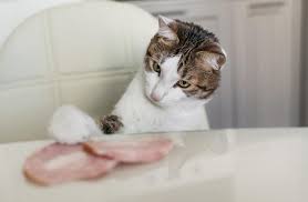 This does not mean that cats can eat as much pork like all meats, pork bones can become brittle once heated. Can Cats Eat Pork What You Need To Know Excitedcats