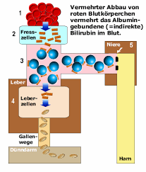 Bilirubin Ubersicht