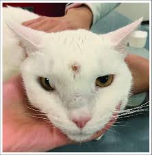 Low cost spay & neuter. An 8 Year Old Neutered Male Domestic Shorthair Cat Had Marked Widening Download Scientific Diagram