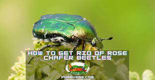 How To Get Rid Of Rose Chafer Beetles Beginner S Guide