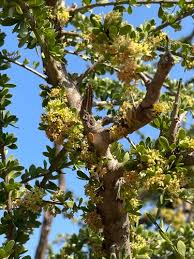 Image result for Boscia foetida