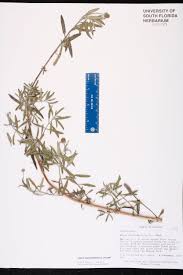 Image result for Lippia woodii