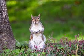 Image result for joy to go home