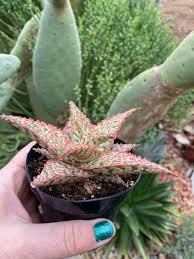 Image result for Aloe buchananii