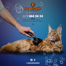 Istanbulda Kedinizi Tras Ettirebileceginiz Pet Kuaforler Kedi Blog