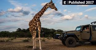 Exotic big cats for sale. Blood And Beauty On A Texas Exotic Game Ranch The New York Times