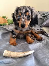 Imgur Daschund Puppies Cute Little Animals Dapple Dachshund Puppy