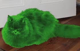 Die Grune Katze Aus Varna Farbe Photoshop Oder Phanomen Das Katts Katzenversteher Blog