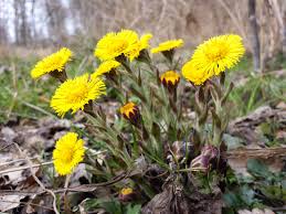 While widespread in southern ontario, coltsfoot is still found on only a relatively few farms. Coltsfoot Harbinger Of Spring Medicinal Plant Or Aggressive Weed Just Another Day On The Farm