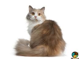 Finding a quality british longhair cat breeder near you can be a difficult task, that's why we've created our british longhair cat breeder database. British Longhair Cat Breed Information Uk Pets