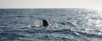 Image result for Warneckea walikalensis