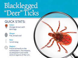 See full list on thespruce.com Blacklegged Deer Ticks Removal Control Of Deer Ticks