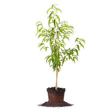 Trees, plant cuttings, plants, flowers, flower pots, microgreens, fruits, seedling trays, camellia, azalea, lemon, grapefruit, rose, pomegranate tree, cherry tree, olive tree. Gulf Crimson Peach Tree For Sale Buy Peach Trees Perfect Plants