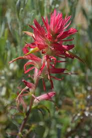 Image result for Striga linearifolia