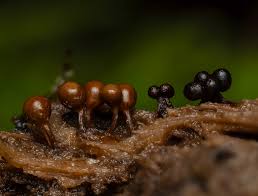 Image result for Emilia decipiens