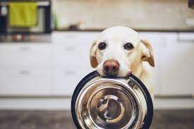 Can I Feed My Dog People Food Farmers Almanac