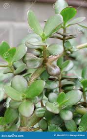 Image result for Crassula alba