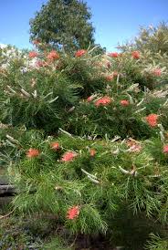 Image result for Grevillea