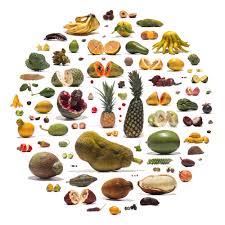 Image result for Mimusops obtusifolia