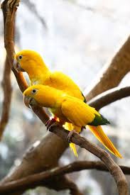 Golden Conure Birds Parrot Bird Conure