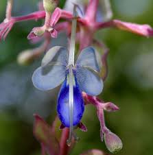 Image result for Rotheca aurantiaca