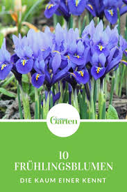 10 Schone Fruhlingsblumen Die Kaum Einer Kennt Fruhling Blumen Fruhlingsblumen Pflanzen