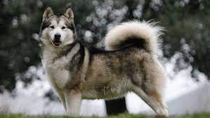 Las carreras de trineo con perros de iditarod son el evento invernal más popular de alaska. 7Âº Alaskan Malamute Razas De Perros Grandes Mrperros Com