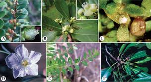 Image result for Apodanthaceae
