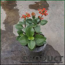 Maybe you would like to learn more about one of these? Tanaman Hias Cocor Bebek Lokal Bryophyllum Pinnatum Shopee Indonesia