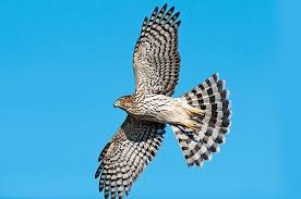 Hawks are widely distributed and vary greatly in size. 6 Must Visit Hawk Migration Hotspots Birds And Blooms