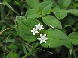 Image result for Richardia brasiliensis