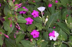 Image result for Mirabilis jalapa