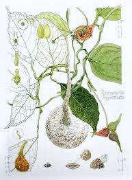 Image result for Pyrenacantha kirkii