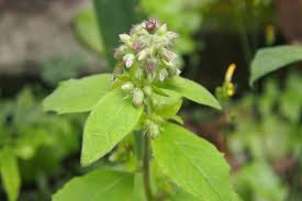 Image result for Blumea