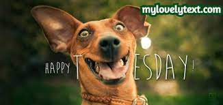 These tuesday quotes are all with beautiful images and start your day with these happy tuesday quotes that we have compiled. Happy Tuesday Funny Quotes Pictures Images And Meme Mylovelytext Com