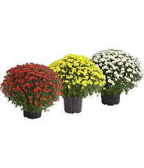 Garten Chrysantheme Sortenmix Dehner